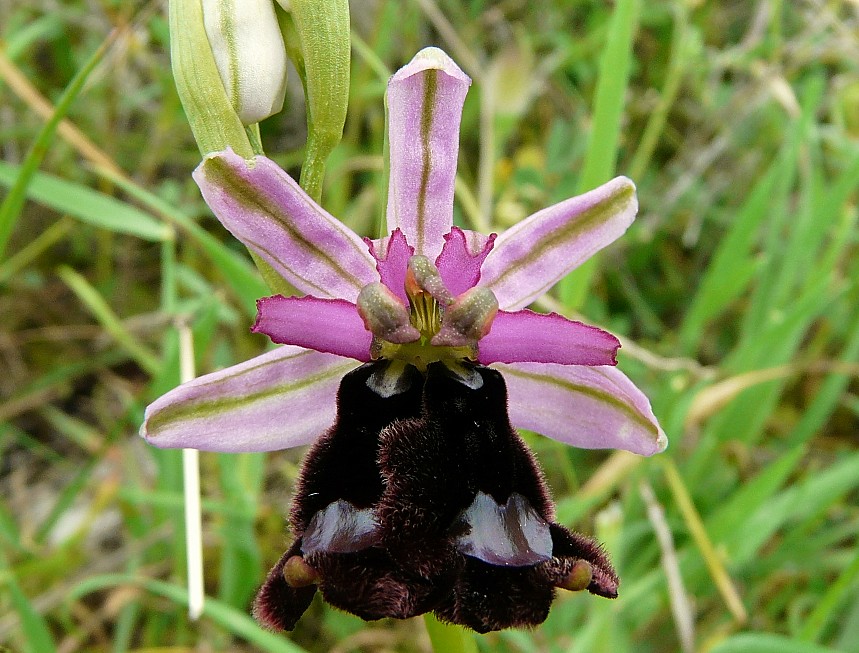 Lusus di Ophrys bertolonii